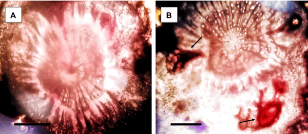 Fig 7. P. lilacinum mitigates the damage to root tissues caused by M. incognita. Transverse section of the eggplant roots inoculated with M. incognita with (A) or without (B) preinoculation of P. lilacinum. The arrows indicate the females of M. incognita. present in the root tissue. Bar = 0.5 mm