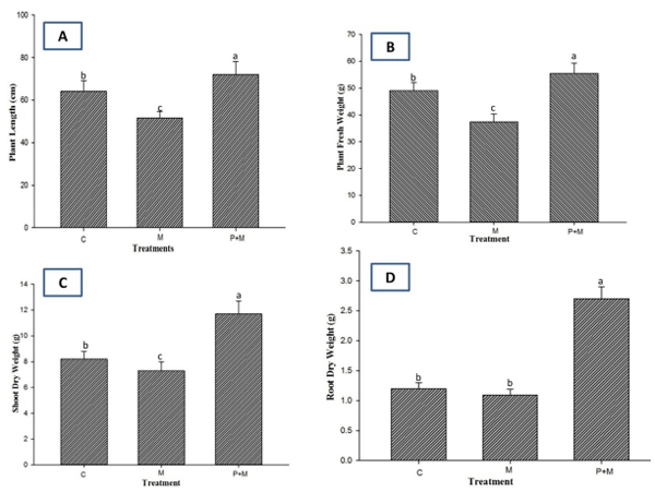 Fig 5. Effect of P. lilacinum on plant growth of eggplants infected by M. incognita. The plants were inoculated withM. incognita with (P+M) or without (M) preinoculation with P. lilacinum. No inoculation of either M. incognita orP. lilacinum was used as a control (C). Plants were collected 90 days after nematode inoculation to measure plant height (A), fresh weight (B), shoot dry weight (C), and root dry weight (D). Different letters indicate statistically significant differences at P < 0.05 (n = 5).