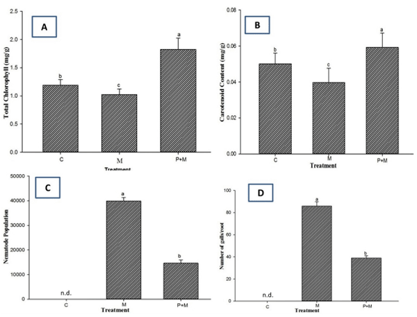 Fig 6. Effects of P. lilacinum on photosynthetic pigments and nematode propagation in eggplants infected by M. incognita. The plants were inoculated with M. Incognita with (P+M) or without (M) preinoculation with P. lilacinum. No inoculation of either M. incognita orP. Lilacinum was used as a control as labeled “C”. Plants were collected 90 days after nematode inoculation to measure total chlorophyll (A) and carotenoids (B) as well as the nematode population (C) and the numbers of galls per root (D). Different letters indicate statistically significant differences at P < 0.05 (n = 5) and “n.d.” represents “not detected”.