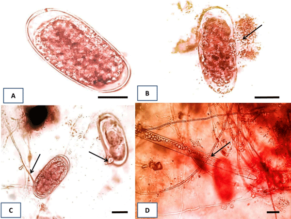 Fig 4. Direct effects of P. lilacinum on M. incognita eggs and juveniles. Microscopic observation was performed during the incubation of P. lilacinum with M. incognita eggs (B and C) and juveniles (D) on PDA agar plates. A intact egg was shown in (A). Arrows indicate penetration and aggregation of fungal conidia and mycelia in eggs (B and C) and attaching to a J2 juvenile (D). Scale bars = 50 μm.