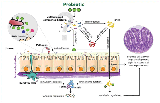 MOA OF PREBIOTICS (Pourabedin and Zhao, 2015)