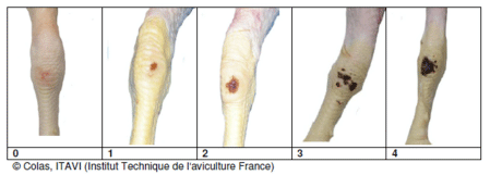 Figure 1. Hock burn visual assessment (http://www.welfarequalitynetwork.net accessed on 13 November 2023).