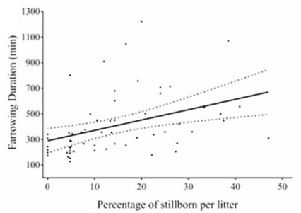 Figure 3: Relationship between farrowing duration and stillbirths (Schoos et al. 2023)