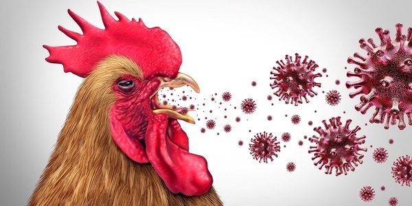 What is Avian Influenza? Symptoms and Its Impact on the Poultry Industry - Image 1