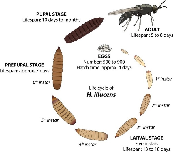 The role of black soldier fly (BSF) in sustainable broiler nutrition - Image 1