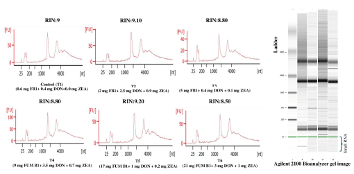 Figure 6. Total RNA integrity of treatment groups and their RIN. The RNA integrity number (RIN) was analyzed for each sample in the treatment using a Bioanalyzer 2100 instrument (Agilent Technologies, Santa Clara, CA, USA) using a small RNA chip RNA 6000 Nano Kit (Agilent Technologies, Santa Clara, CA, USA). The RIN values for each treatment group are control T1 (0.6 mg FB1 + 0.4 mg DON + 0.0 mg ZEA/kg diet): 9, T2 (2.0 mg FB1 + 2.5 mg DON + 0.9 mg ZEA/kg diet): 9.1, T3 (5.0 mg FB1 + 0.4 mg DON + 0.1 mg ZEA/kg diet): 8.8, T4 (9.0 mg FB1 + 3.5 mg DON + 0.7 mg ZEA/kg diet): 8.8, T5 (17.0 mg FB1 + 1.0 mg DON + 0.2 mg ZEA/kg diet): 9.2 and T6 (21.0 mg FB1+ 3.0 mg DON + 1.0 mg ZEA/kg diet): 8.5.