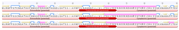 Figure 5. Two-dimensional secondary structure of avian reoviruses P10 fusogenic protein showing the three domains: the ectodomain, with potential extracellular exposure, and the endodomain, within the cytosol, intervened by the transmembrane domain. The color coding of the secondary structures is as follows: yellow arrows are β-strand, blue curved arrows are turns, white spirals are coil structure, and pink barrels are α-helix.