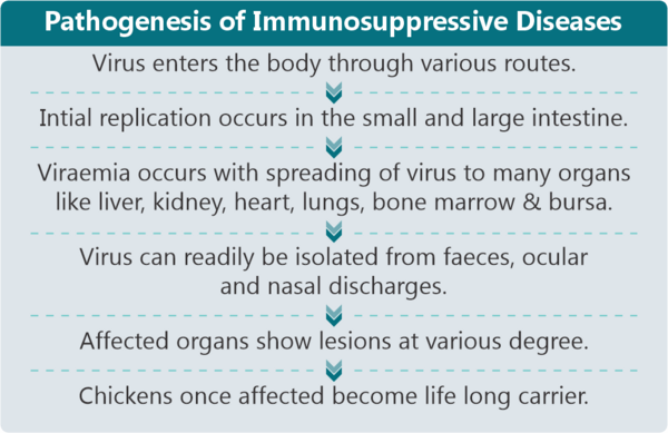 Immunosuppression can increase susceptibility to infections and mortalities, increase feed conversion, reduce vaccine effectiveness and increase total production cost - Image 3