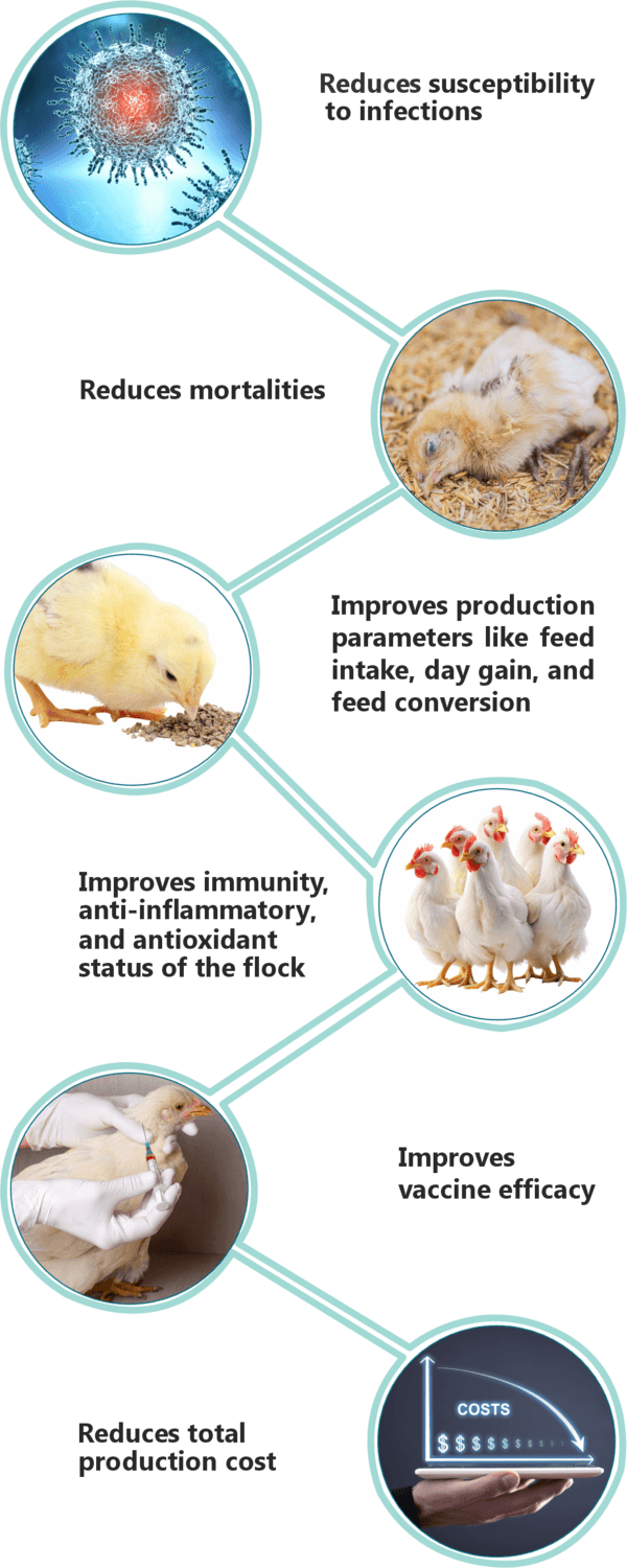 Immunosuppression can increase susceptibility to infections and mortalities, increase feed conversion, reduce vaccine effectiveness and increase total production cost - Image 4