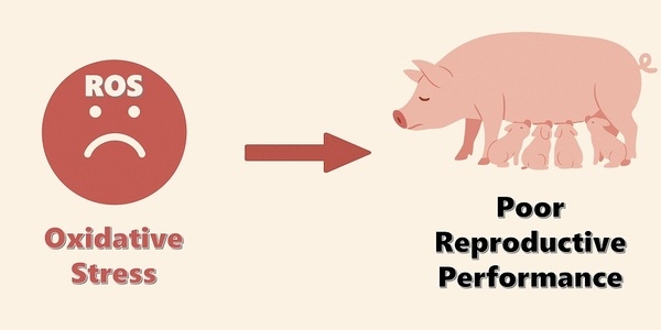 Enhancing Swine Reproduction by Improving Health and Reducing Oxidative Stress - Image 1