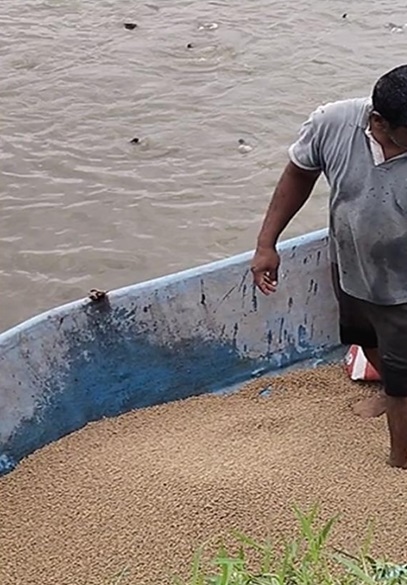 Comparative analysis of feed conversion ratio in Indian major carps: Traditional vs formulated feeding regimens - Image 3