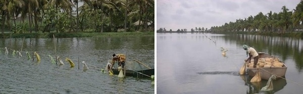 Comparative analysis of feed conversion ratio in Indian major carps: Traditional vs formulated feeding regimens - Image 1