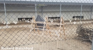 Alternative Housing for Laying Hens: Access to Outside - Image 12