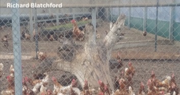 Alternative Housing for Laying Hens: Access to Outside - Image 9