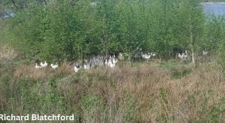 Alternative Housing for Laying Hens: Access to Outside - Image 16