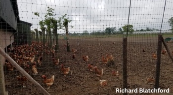 Alternative Housing for Laying Hens: Access to Outside - Image 4