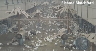 Alternative Housing for Laying Hens: Access to Outside - Image 14