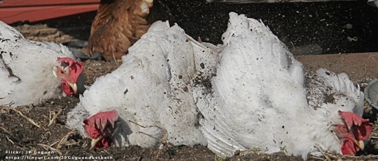 Behavioral needs of chickens: Dustbathing - Image 4