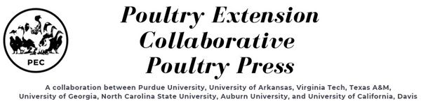 Behavioral needs of chickens: Dustbathing - Image 1