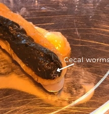 Internal Parasites in Free-range Chicken Farming: Roundworms - Image 4