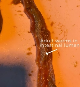 Internal Parasites in Free-range Chicken Farming: Roundworms - Image 3