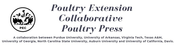 Internal Parasites in Free-range Chicken Farming: Roundworms - Image 1