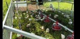 Internal Parasites in Free-range Chicken Farming: Roundworms - Image 1