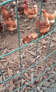Internal Parasites in Free-range Chicken Farming: Roundworms - Image 5