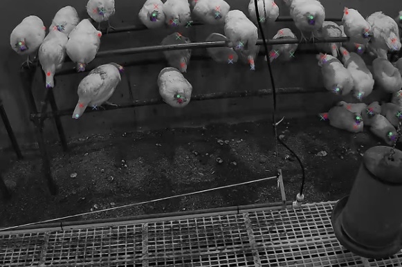 The Potential Roles of Artificial Intelligence in Poultry Welfare Monitoring: Current Challenges and Future Needs - Image 2