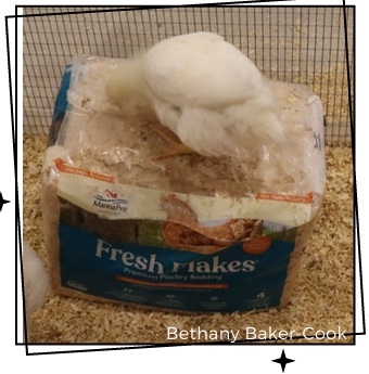 Effective Enrichments for Broiler Breeders - Image 3
