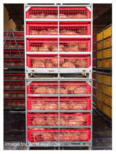 Pre-slaughter Welfare of Broilers - Image 4