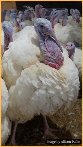 Welfare of Turkeys During Live Haul - Image 1