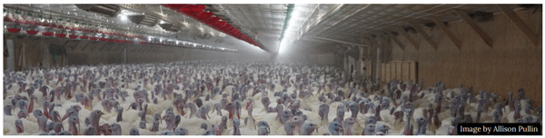 Welfare of Turkeys During Live Haul - Image 2