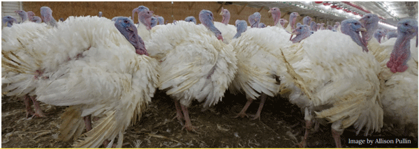 Welfare of Turkeys During Live Haul - Image 11