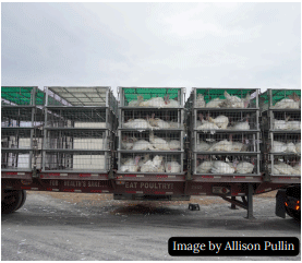Welfare of Turkeys During Live Haul - Image 8