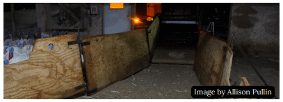 Welfare of Turkeys During Live Haul - Image 3