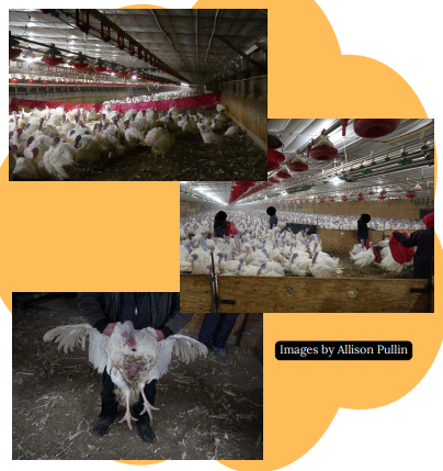 Welfare of Turkeys During Live Haul - Image 5