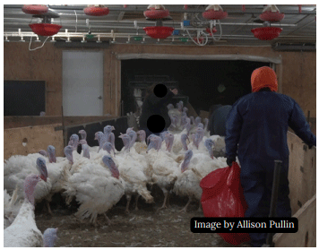 Welfare of Turkeys During Live Haul - Image 4