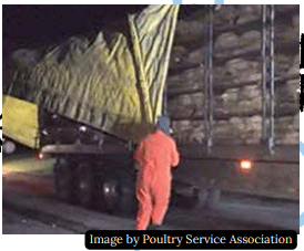 Welfare of Turkeys During Live Haul - Image 9