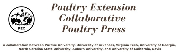 Unwanted Roosters: Is In-ovo Sexing the Answer? - Image 1