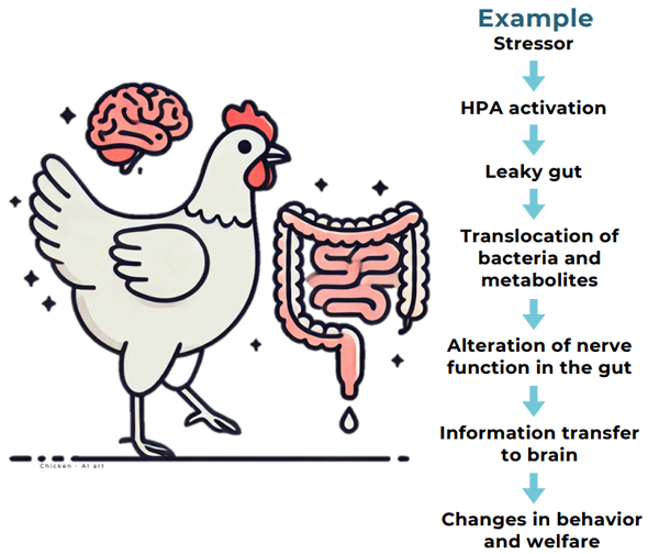 Gut Microbiome Influences Poultry Welfare - Image 1