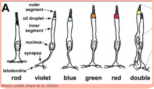 Light Color for Poultry | Engormix