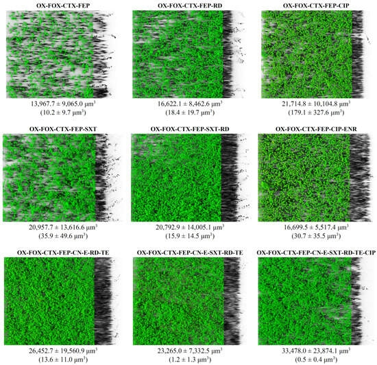 Occurrence, Antibiotic Resistance and Biofilm-Forming Ability of Listeria monocytogenes in Chicken Carcasses and Cuts - Image 7
