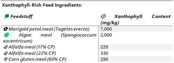 Feeding for Broiler Skin Colour – A Nutritional Approach - Image 2