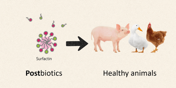 Elevate Livestock and Poultry Health with Postbiotic-Surfactin Supplement - Image 1