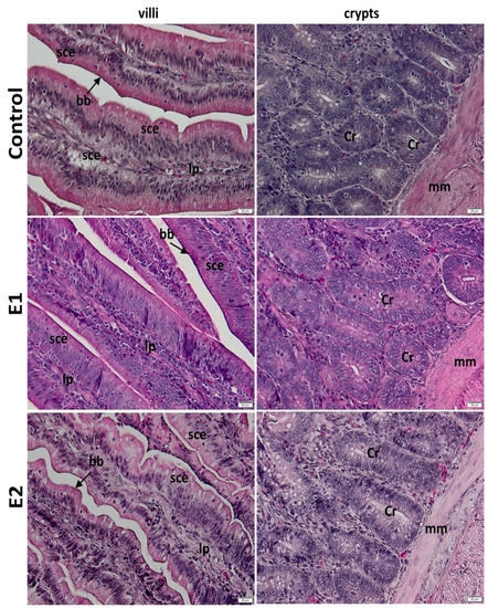 Impact of Watermelon Rind and Sea Buckthorn Meal on Performance, Blood Parameters, and Gut Microbiota and Morphology in Laying Hens - Image 5
