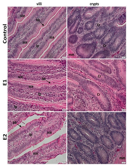 Impact of Watermelon Rind and Sea Buckthorn Meal on Performance, Blood Parameters, and Gut Microbiota and Morphology in Laying Hens - Image 6