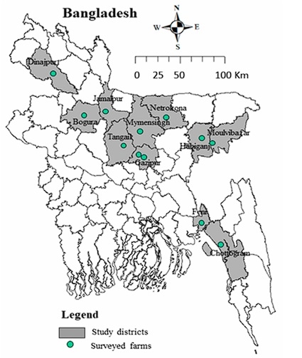 Salmonella Gallinarum in Small-Scale Commercial Layer Flocks: Occurrence, Molecular Diversity and Antibiogram - Image 1
