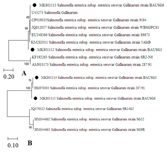 Salmonella Gallinarum in Small-Scale Commercial Layer Flocks: Occurrence, Molecular Diversity and Antibiogram - Image 8