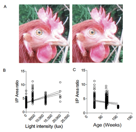 Figure 1. (A): Representative image of layer eye to show the method used to measure iris (left) and pupil (right) area using Image-J software. (B): Linear regression analysis between iris–pupil (I/P) area ratio (1.6 to 11.2) and light intensity (21 to 20,000 Lux). (C): Linear regression analysis between iris–pupil (I/P) area ratio (1.6 to 11.2) and age (22 to 104 Weeks). Regression line along with it 95% confidence interval is shown (n = 296).